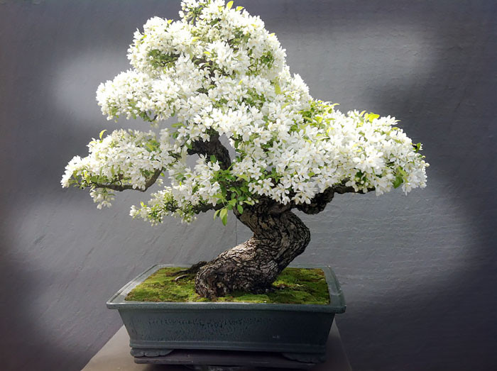 Bonsai táo với những chùm hoa trắng tinh khôi.