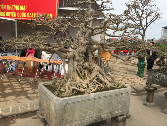 Bộ ba tác phẩm “ sanh hóa thạch” của anh Chử Minh Nghiệp ở Văn Giang, Hưng Yên gây sốt, khiến giới mê cây cảnh ngạc nhiên bởi độ quý hiếm của nó...