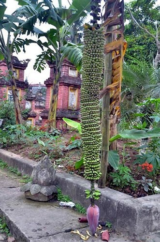 Còn đây là một buồng chuối “mắn đẻ” khác với hàng trăm nải ở chùa Keo, làng Chè, xã Kim Sơn, Gia Lâm, Hà Nội. Ảnh: Báo Tiền Phong.