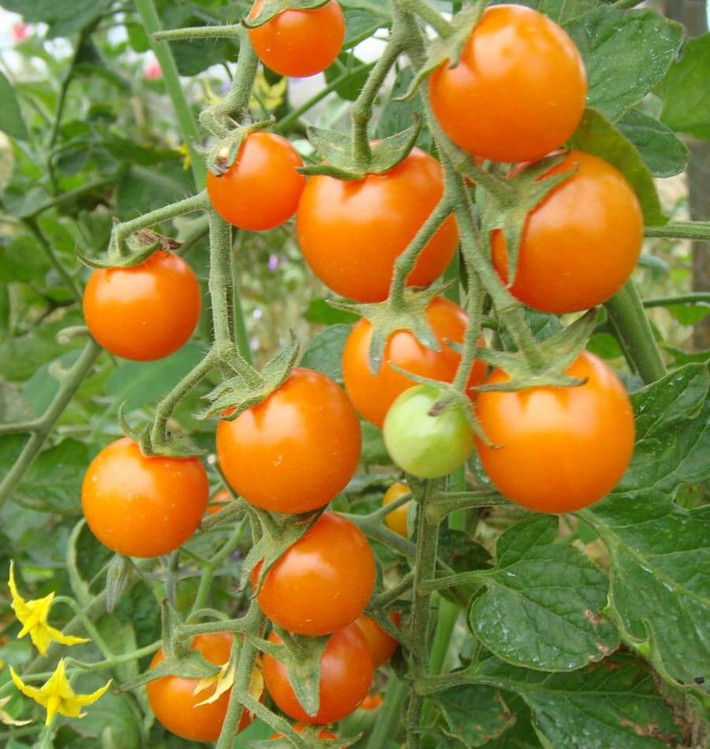 Cũng chứa hàm lượng đường cao đó là cà chua anh đào. Loại cà chua này tuy nhỏ những hương vị rất tuyệt vời. Ảnh: Netdna-ssl.