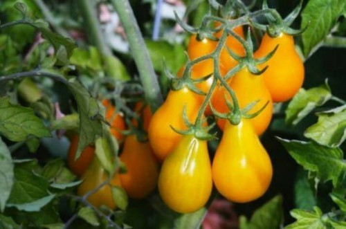 Đặc biệt, cà chua lê vàng còn có lượng đường cao nên ngọt hơn các loại cà chua thông thường khác. Ảnh: Wp.