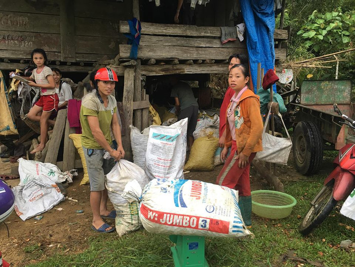 Năm nay, bo bo được mùa nên hàng chục người ở bản Na Ty đã rủ nhau lên rừng hái quả bo bo kiếm thêm thu nhập. Ảnh: Danviet.