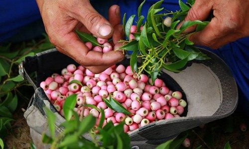 Trong khi đó, ở An Giang, nhiều người tranh thủ mùa trâm chín cũng lặn lội vào rừng hái, mang về nguồn thu nhập đáng kể. Ảnh: Blogspot.