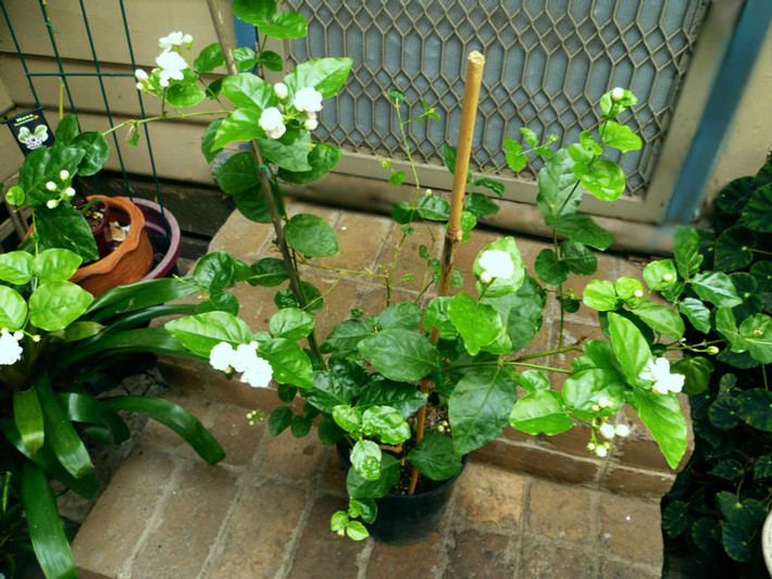 Không những thế, một chậu hoa nhài xinh xắn đủ để làm cho những "góc chết" trong phòng ngủ thêm sống động. Ảnh: Ongbachau.