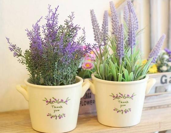 Với mùi hương vô cùng dễ chịu, hoa oải hương cũng là loài cây nên trồng trong phòng ngủ. Ảnh: Nha247.