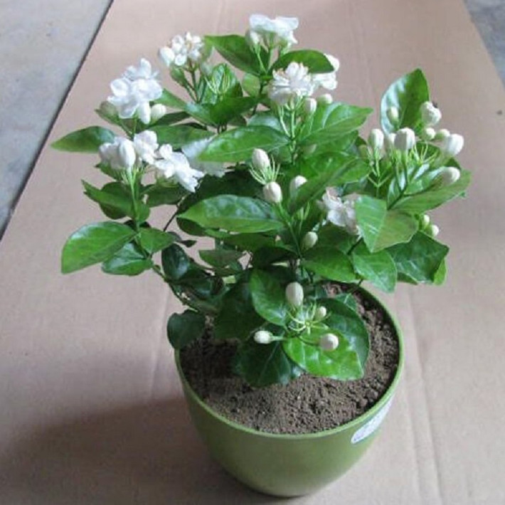 Với hương thơm dịu nhẹ, cây hoa nhài cũng là loài cây giúp bạn ngủ ngon hơn nếu được đặt trong phòng ngủ. Ảnh: Metunhien.