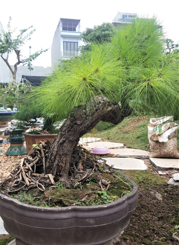 Một chậu bonsai phi lao khác trong vườn cảnh của nhà vườn M.Garden.