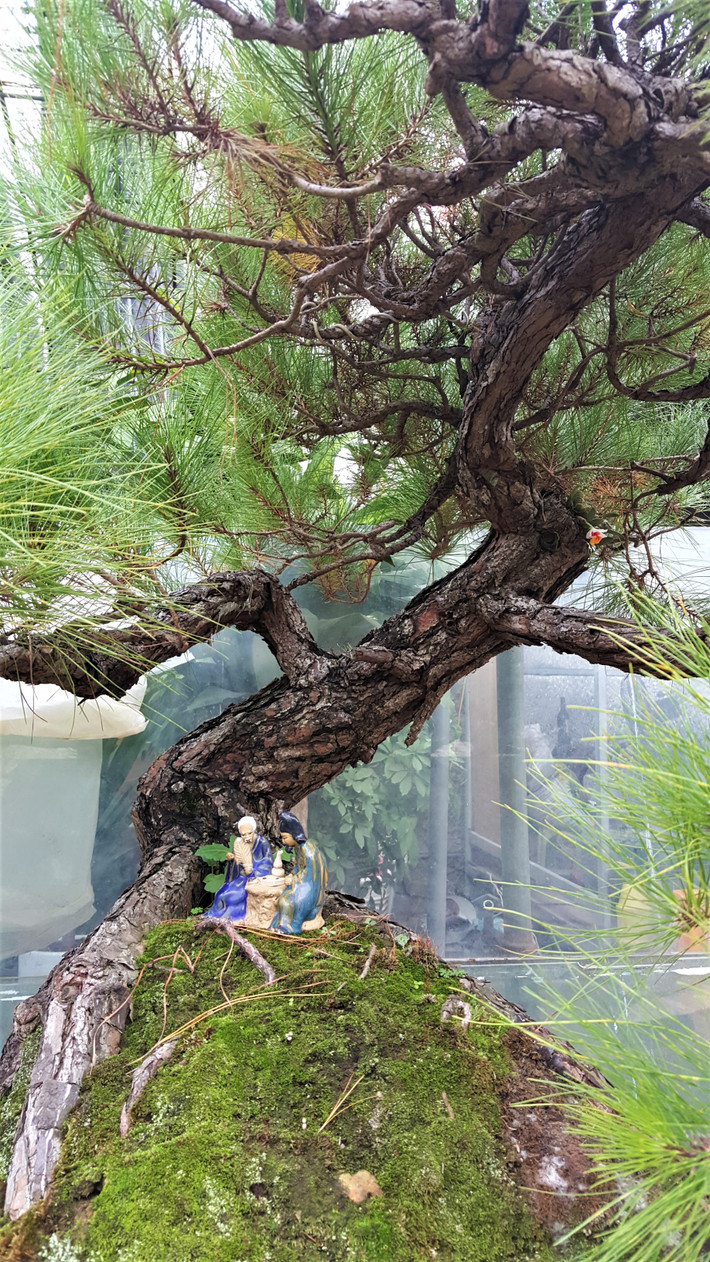 Một chậu bonsai phi lao đẹp cần hài hòa các yếu tố giữa dáng cây, chậu và cảnh quan xung quanh.