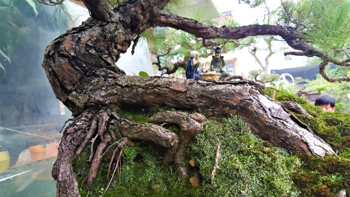 Nếu quan sát, người chơi cây cần nhìn vào gốc, thân và cành của phi lao thì có thể đoán được cây đã có tuổi đời lâu năm. Toàn bộ phần rễ cây lan rộng, bám chặt xuống đất.