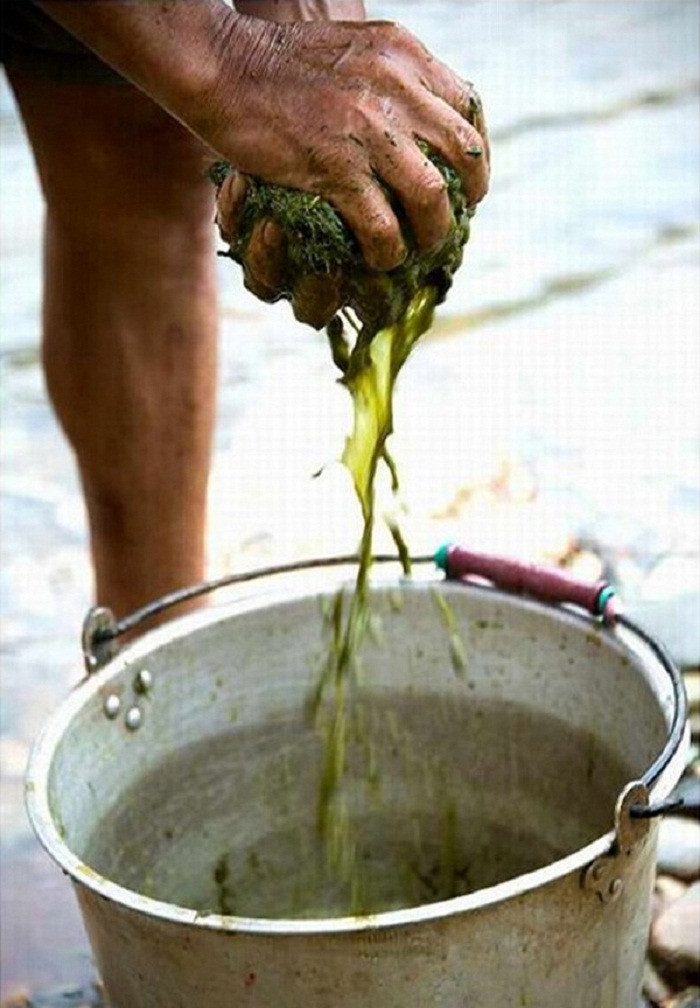 Sau khi có được phần dịch màu xanh sền sệt làm nước dùng, người ta còn chế thêm mật bò và gia vị. Bỏ tất cả vào nồi, đun nhỏ lửa chừng 3h là có thể thưởng thức.