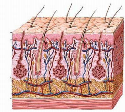 Các tia laser khi tiếp xúc với da cũng cho phép năng lượng sinh hóa xuyên qua mô, nơi mà nó tương tác với phân tử trong tế bào sinh học, dẫn đến sực phục hồi chức năng tế bào bình thường. Điều này cũng giúp tăng cường quá trình chữa bệnh tự nhiên của cơ thể.