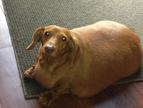 Chú chó chồn Dennis 25,4 kg. Chú chó chồn Dennis đã gây sốc cho nhiều người với cân nặng lên tới 25,4 kg trong khi trọng lượng trung bình của giống chó này chỉ từ 3,2 tới 5,4 kg. Vì vậy, Dennis đã gặp rất nhiều vấn đề về hô hấp và đi lại, đe dọa tới mạng sống của mình. Người chủ của Dennis đã quyết định giúp chú chó ăn kiêng để đảm bao sức khỏe. Sau 2 năm nỗ lực, Dennis đã giảm xuống trọng lượng bình thường là 5,4 kg.