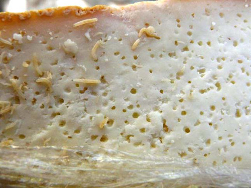 Casu Marzu chỉ ăn được khi giòi còn sống. Do vậy, ngoài mùi khó ngửi, Casu Marzu còn khiến nhiều người ái ngại bởi những chú giòi ngoe nguẩy. Điều đáng bàn, rất nhiều trường hợp ngộ độc Casu Marzu khiến nó bị cấm ở Ý. Bất chấp điều này, nhiều người sẵn sàng tới chợ đen để mua về thưởng thức.
