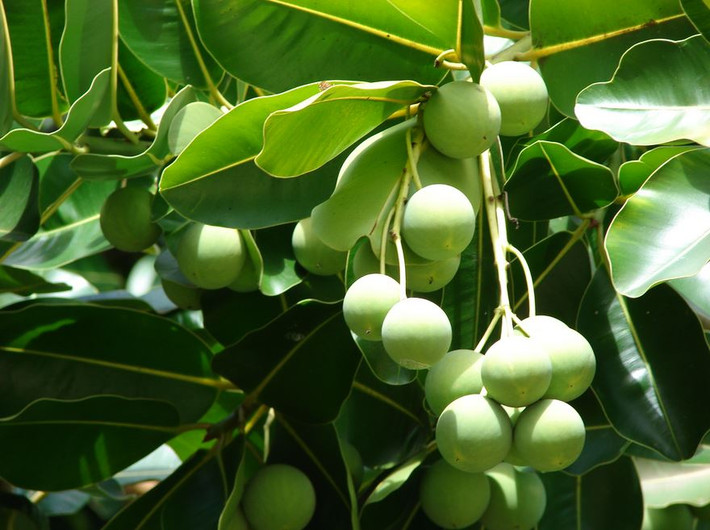 Tinh dầu mù u. Tinh dầu mù u khi kết hợp vơi dầu ô liu là cách trị sẹo lồi hiệu quả nhất. Cách thực hiện rất đơn giản, bạn lấy một lượng vừa đủ tinh dầu mù u ra một chiếc bát sạch. Kế đến, bạn cho một chút dầu oliu vào và trộn đều lên để được một hỗn hợp chăm sóc da sẹo hiệu quả. Sau khi rửa mặt thật sạch, bạn dùng bông tăm hoặc đầu ngón tay nhúng vào hỗn hợp trên rồi nhẹ nhàng thoa lên các vết sẹo.