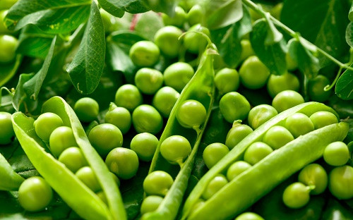 Cơ thể chúng ta cũng khó hấp thu hết chất xơ trong đậu, từ đó có thể gây đầy hơi và chướng bụng. Ảnh: vinaorganic.
