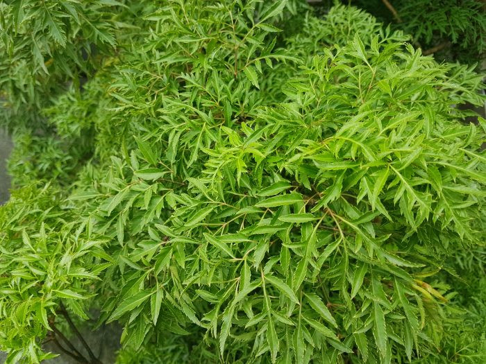 Ngoài ra, cây đinh lăng còn được sử dụng để chữa một số bệnh về đường tiêu hóa như đầy hơi hay tiêu chảy. Ảnh: namlimxanh.