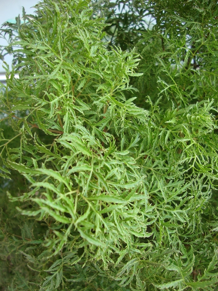 Không những vậy, cây đinh lăng còn có khả năng chữa ho rất hiệu quả. Ảnh: hakufarm.