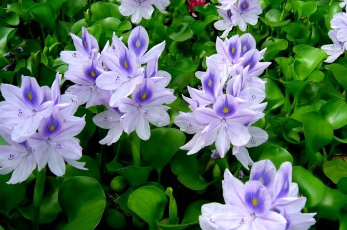Ở nước ta, bèo tây còn có tên gọi khác là lục bình, thường mọc hoang và chủ yếu dùng làm thức ăn cho lợn. Ảnh: dulich24.