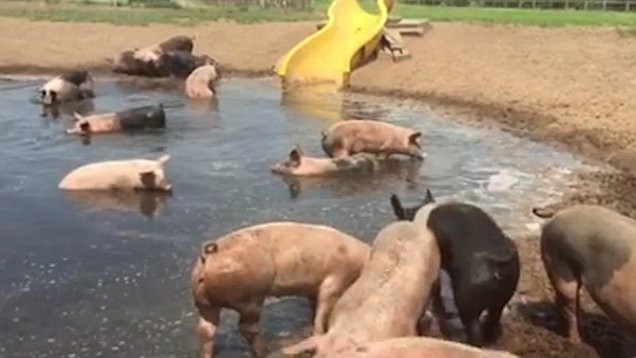 Sản xuất phô mai sữa lợn là quá trình khó và cần nhiều lao động, do vậy mà việc sản xuất cũng khó khăn hơn. Gia đình họ gồm vợ chồng và hai con trai đã phải dành 40 giờ mới vắt được sữa từ những con lợn nái.