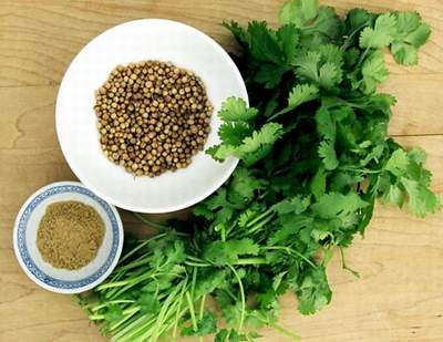 Trong y học, rau mùi là thực phẩm chữa được một số các loại bệnh bởi đặc tính chống viêm và kháng khuẩn. Tuy vậy, không phải tất cả mọi người đều có thể ăn rau này. Ảnh: Caynhalavuon.