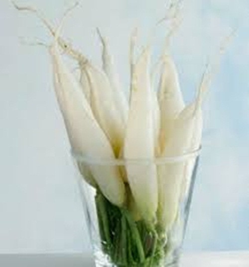 Giảm béo. Nước ép củ cải trắng giàu dinh dưỡng nhưng hàm lượng calo lại rất thấp, vì thế bạn có thể dùng không giới hạn. Vitamin C trong đó giúp cơ thể chuyển hóa chất béo dư thừa, vì thế hãy uống nước ép củ cải trắng mỗi ngày để hỗ trợ giảm cân hiệu quả. Ảnh: Caynhalavuon.