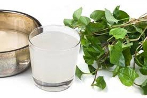 Ngoài ra, cùng nước vo gạo đun sôi cùng lá diếp cá để uống có thể chữa đau họng. Những người hôi miệng dùng nước vo gạo súc miệng hai lần sáng tối để tránh tình trạng sâu răng và có mùi. Ảnh: Viemamidan