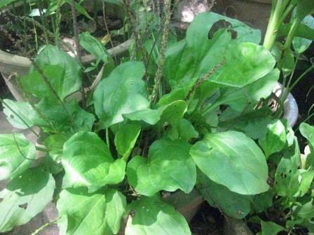 Nước râu ngô có thể chữa được bệnh sỏi thận nếu phối hợp cùng rau kim tiền thảo, mã đề (ảnh), rễ cỏ tranh. Bệnh sốt xuất huyết cũng có thể điều trị bằng râu ngô khi kết hợp cùng lá sen, nhọ nồi, trắc bách diệp. Ảnh: Baodatviet.