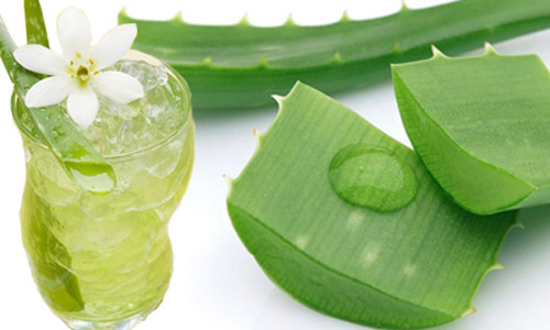 Nha đam chứa nhiều vitamin và khoáng chất. Nếu bạn áp dụng cách này đều đặn 2 – 3 lần/tuần sẽ giúp đánh bay gàu trên da đầu, đồng thời giảm rụng tóc hiệu quả. (Nguồn Chuabenhtrinoitringoai).