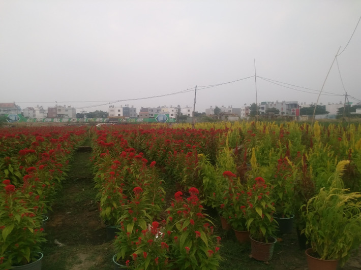Vườn hoa rực rỡ màu sắc với nhiều chủng loại khác nhau.
