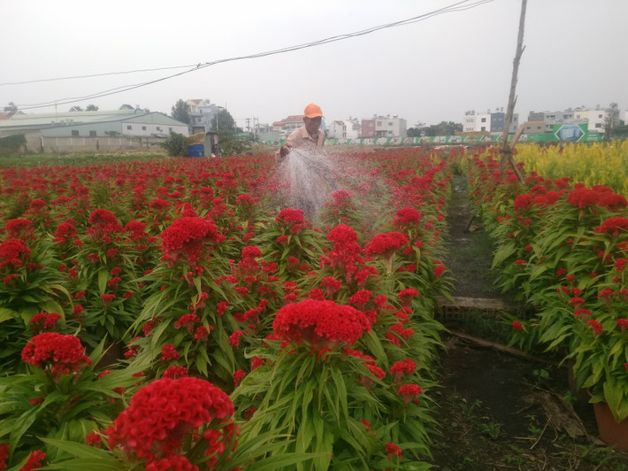 Ông Nguyễn Thanh Hải, người đã có 20 năm trồng hoa Tết cho biết: "Nhà tôi năm nay trồng 5.000 chậu hoa với nhiều loại hoa khác nhau. Hiện tại, hoa đang vào thời kì cắt tỉa và chăm bón nên gia đình tôi bận rộn hơn rất nhiều. Thời gian thương lái đặt hàng và người dân đến mua đông nhất là vào khoảng ngày 15 (âm lịch) trở đi".