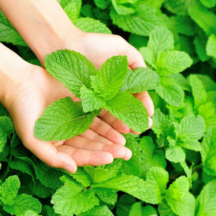 Mặc dù tinh dầu bạc hà không hoạt động như một loại thuốc thông mũi, nhưng nó có thể giúp giảm triệu chứng cảm lạnh và cúm. Ảnh: ebayimg.