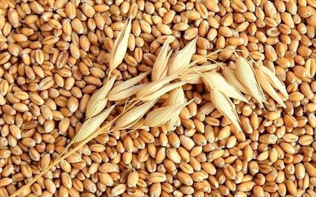 Lúa mì bulgur là một loại ngũ cốc đã có từ lâu đời và “thân thiện” với thận so với các loại ngũ cốc nguyên chất khác có nhiều phốt pho và kali. Ảnh: greenhealthvietnam.
