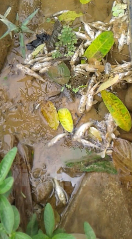 Cá chết dày đặc trên mặt suối Màn (Ảnh: Người dân cung cấp)