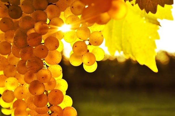 Nho. Chứa nhiều polyphenol, có chức năng chống oxy hóa mạnh mẽ vì thế mà nó có thể ngăn chặn sự gia tăng các gốc tự do để trì hoãn những nếp nhăn của bạn. Nó cũng chứa axit tannic, axit citric, có tác dụng dưỡng ẩm mềm mại. Ngoài ra, nho tươi có chứa vitamin B3 và khoáng chất, chống lão hóa và thúc đẩy làn da tái tạo lại các tế bào.