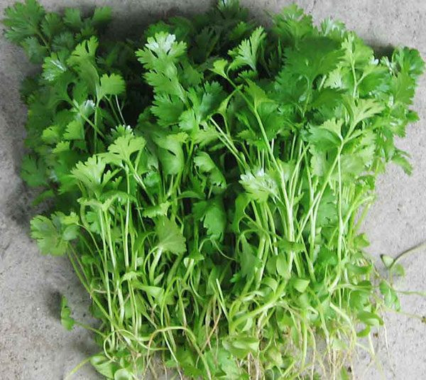 Vì vậy, khi bạn khó chịu hoặc đau dạ dày, bạn có thể uống một cốc nước ép lá rau mùi, bạn sẽ cảm thấy dễ chịu chịu ngay lập tức. Ảnh: giongrausach.