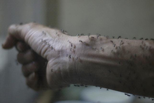Bệnh do virus ZIKA hiện chưa có thuốc điều trị đặc hiệu cũng như chưa có vaccine phòng bệnh. Vì vậy, việc triển khai các biện pháp nhằm hạn chế sự lây truyền của bệnh bằng cách diệt muỗi truyền bệnh và các ổ chứa của muỗi, bọ gậy là biện pháp hiệu quả để phòng bệnh.