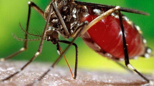 Virus Zika ăn não người thuộc họ flavivirus - rất gần với các virus gây nên bệnh sốt xuất huyết.
