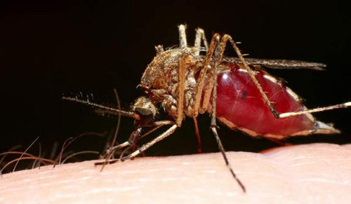Sốt rét. Sốt rét là do muỗi cái Anopheles truyền ký sinh trùng Plasmodium trong vết cắn của chúng, sau đó gây sốt cao, ớn lạnh, và triệu chứng như bị cúm nặng, có thể gây tử vong nếu không được điều trị. Bệnh có thể phòng ngừa bằng cách mắc màn ngủ, thuốc chống côn trùng, mặc áo dài tay, và có thể điều trị, nhưng nó vẫn khiến nhiều người tử vong.