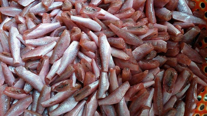 Một đặc điểm dễ nhận biết của cá phèn là khả năng thay đổi màu sắc tùy theo hoạt động hiện thời của chúng. (Ảnh Hasasa)