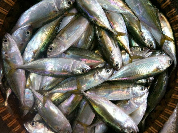 Ở nước ta, cá bạc má phân bố nhiều ở Nghệ An, Quảng Nam, Khánh Hòa, Bình Thuận, Bến Tre. (Ảnh Blogspot)