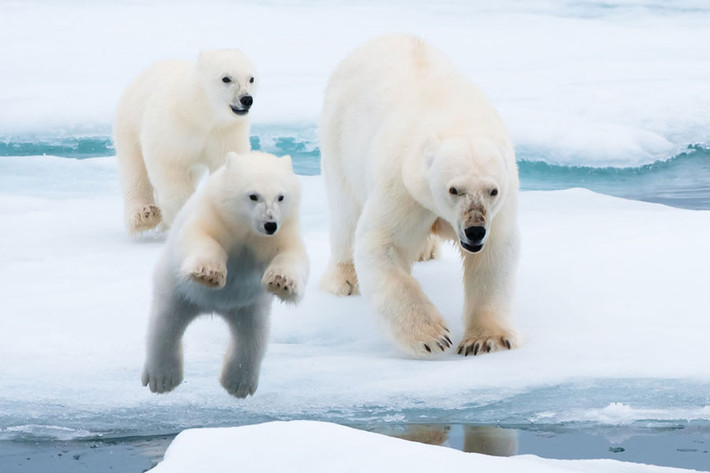 Bộ lông của gấu Bắc Cực không thấm nước. Ảnh Sierraclub.