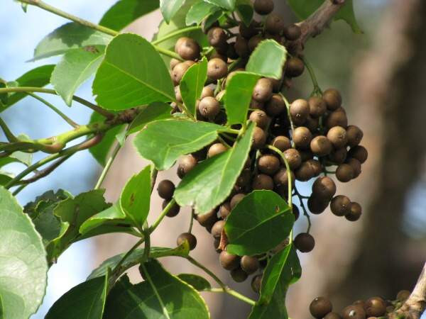 Cây cơm nguội là loài cây chịu hạn khá tốt và có sức sống rất bền bỉ. Cây có tuổi thọ lên tới hàng trăm năm. (Ảnh Trungtamduoclieu)