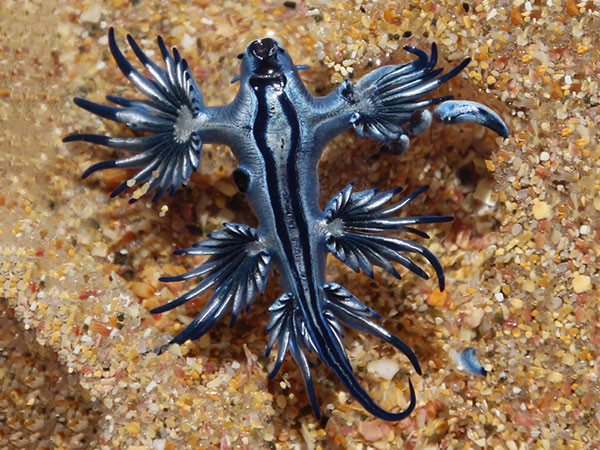 Sên biển xanh có chiều dài chỉ 3cm và hoàn toàn vô hại. (Ảnh Mollusca)