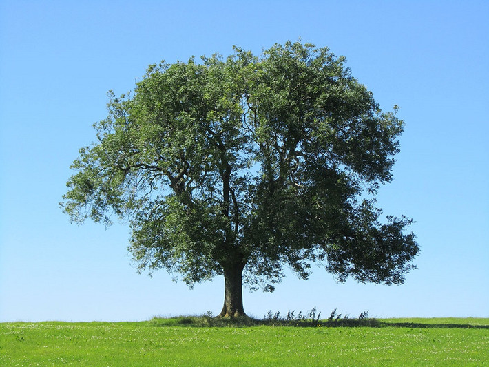 Cây tần bì là loài cây bản địa của châu Âu. Trên thế giới, loài cây này phân bố ở New Zealand, Hoa kỳ, Thổ Nhĩ Kỳ, Na Uy, Hoa Kỳ, Canada,...(Nguồn Lamcanh)