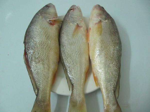 Cá đù còn là một món ăn quý với nhiều dưỡng chất như protein, vitamin A, vitamin D, các khoáng chất,...(Ảnh Hstatic)