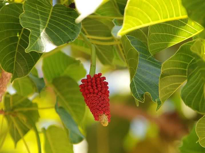 Ở nước ta, cây bã đậu mọc hoang tại nhiều tỉnh miền Bắc, đặc biệt là các tỉnh Bắc Kạn, Tuyên Quang, Hòa Bình, Hà Giang, Thái Nguyên và một số tỉnh miền Trung. (Nguồn Lamcanh)