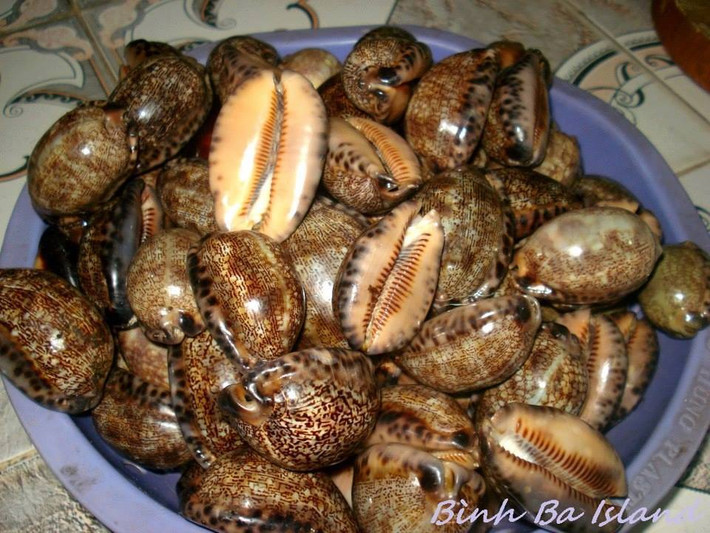 Nhìn thoáng qua bên ngoài, ốc bướm trông khá giống ốc chim. Ốc bướm có một đường rãnh dài có hình răng cưa thông ra bên ngoài. (Ảnh Fbcdn)