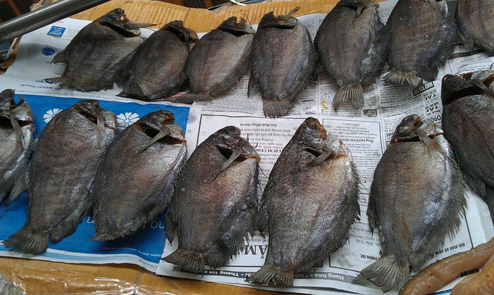 Cá bổi cùng họ với cá sặc, thuộc nhóm cá đồng. Loài cá này đặc biệt thích nghi với những vùng đất trũng. Ảnh Khocacom.