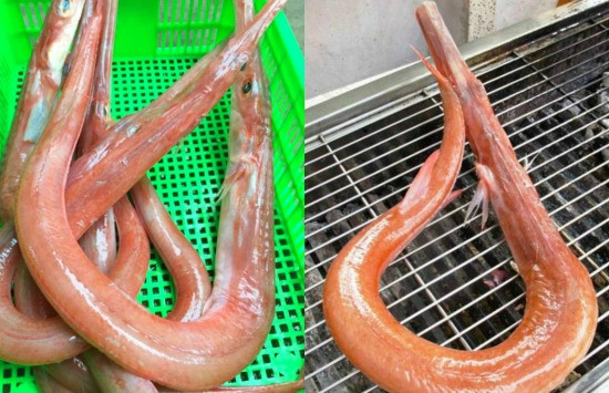 Cá chìa vôi bơi rất chậm và chúng chỉ ăn được những sinh vật phù du hay những sinh vật có kích thước nhỏ. (Ảnh Haisandathanh)