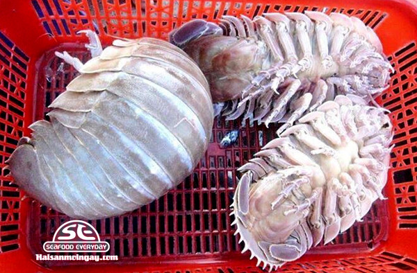 Con bọ biển sống ở vùng nước sâu nên rất khó đánh bắt. Cộng với việc chất lượng thịt thuộc loại hảo hạng nên loài động vật này có giá rất cao, lên tới 2 triệu đồng/kg. (Ảnh Haisanmoingay)